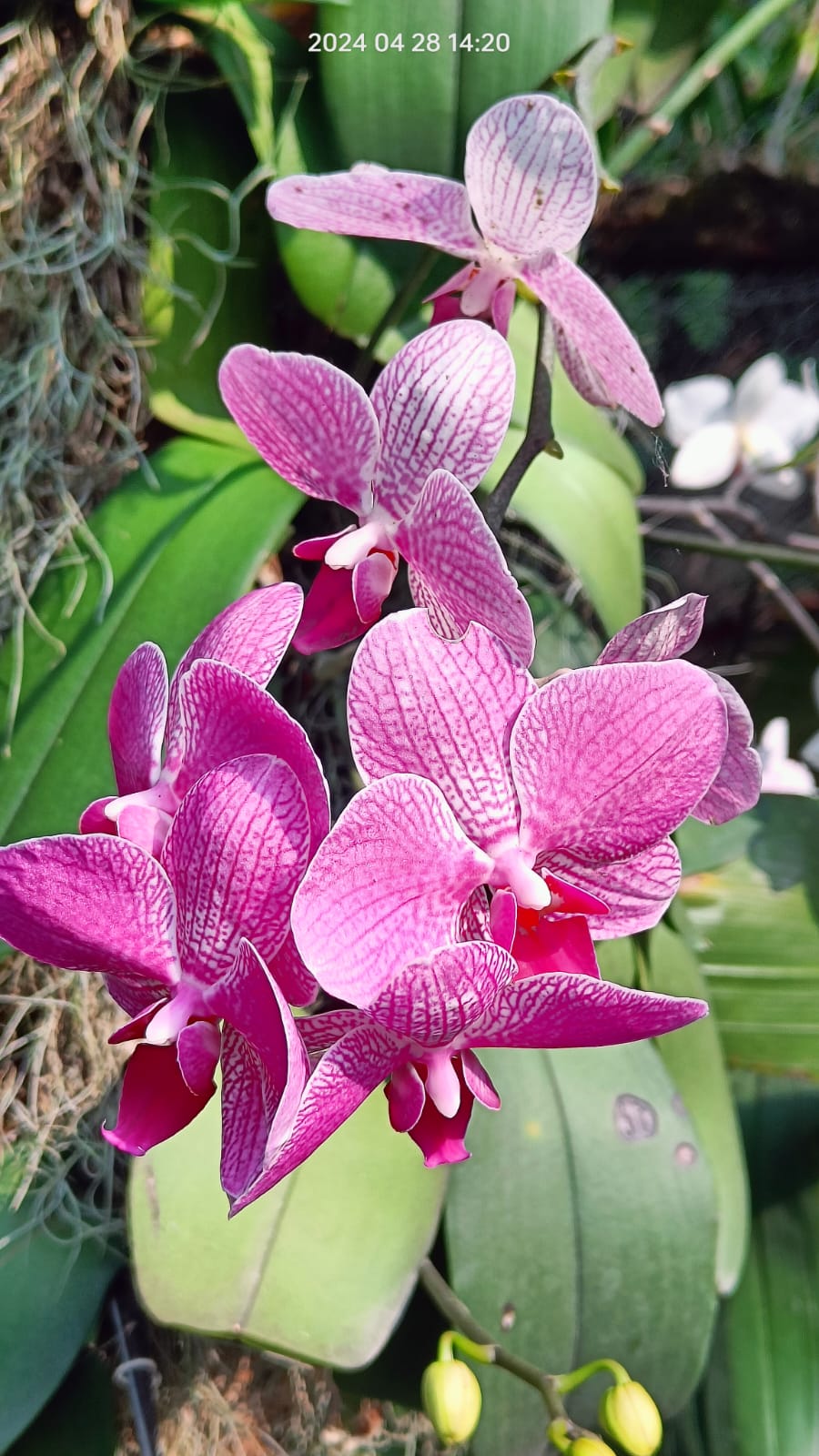 Kaziranga Orchid Park
